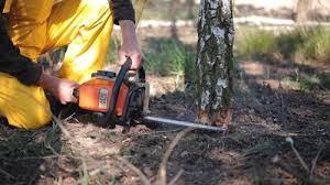 Tree and Shrub Care in Keyes, CA