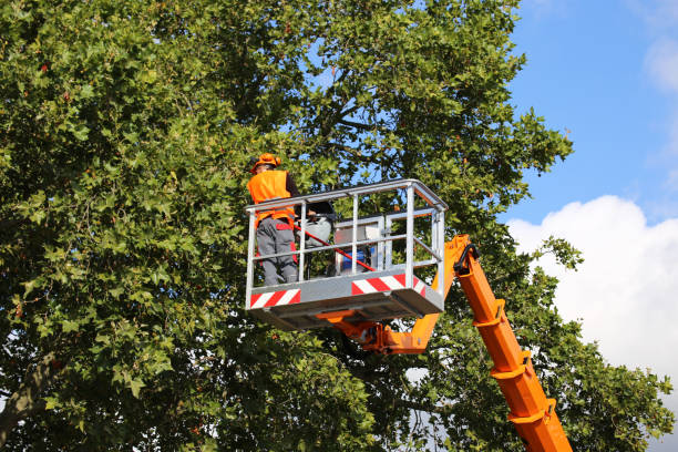 Best Hazardous Tree Removal  in Keyes, CA