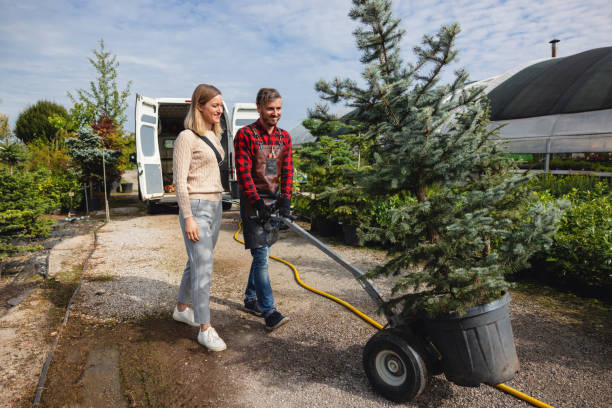 Professional Tree Care Services in Keyes, CA