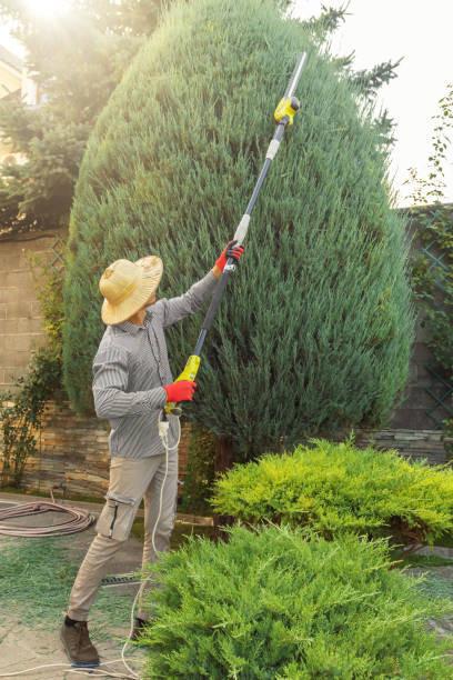 Best Arborist Consultation Services  in Keyes, CA